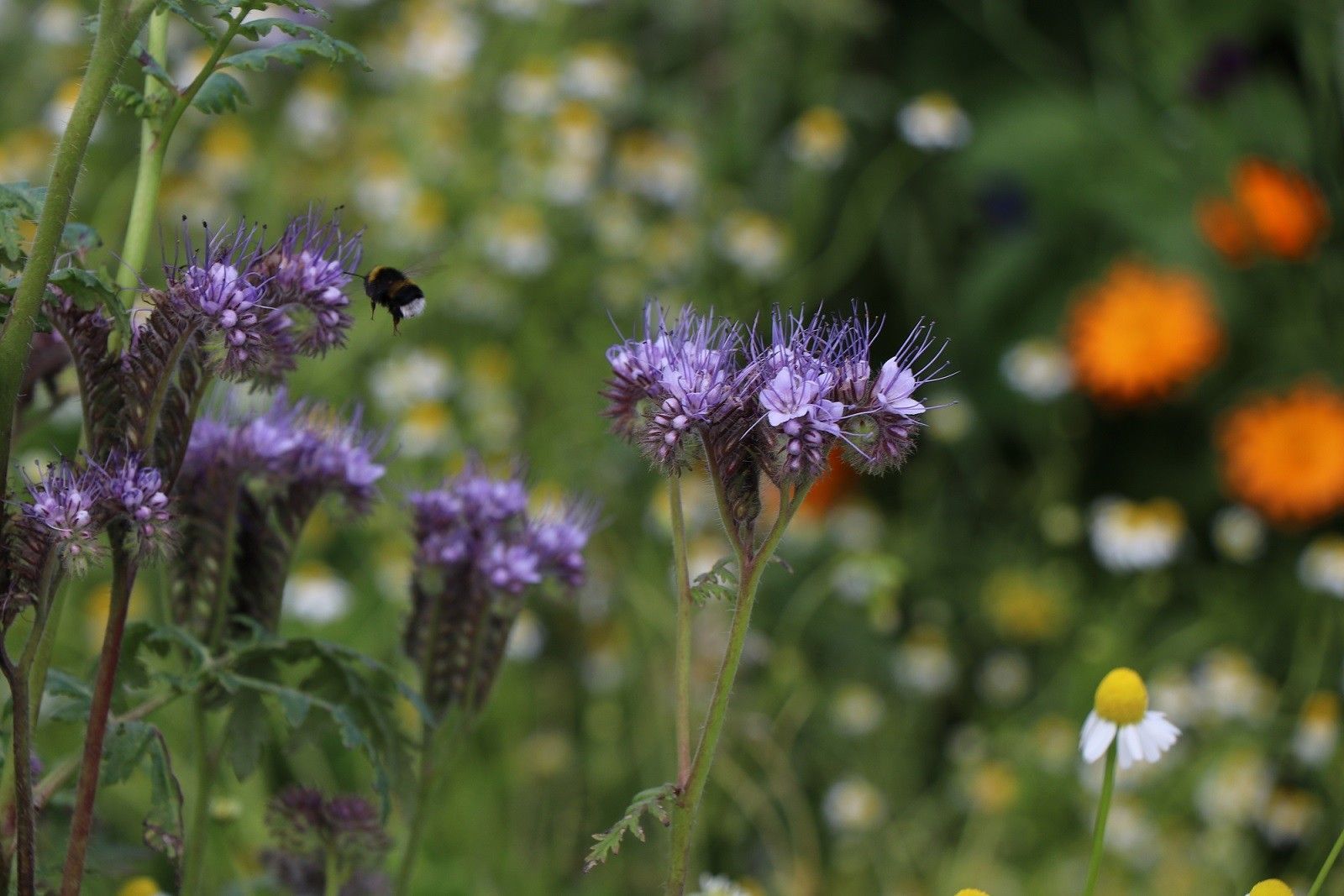Bumble Bee and Organic Artichoke Flowers