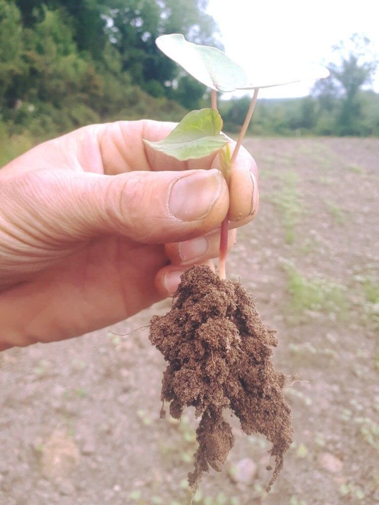 buckwheat seedling with roots and leaf