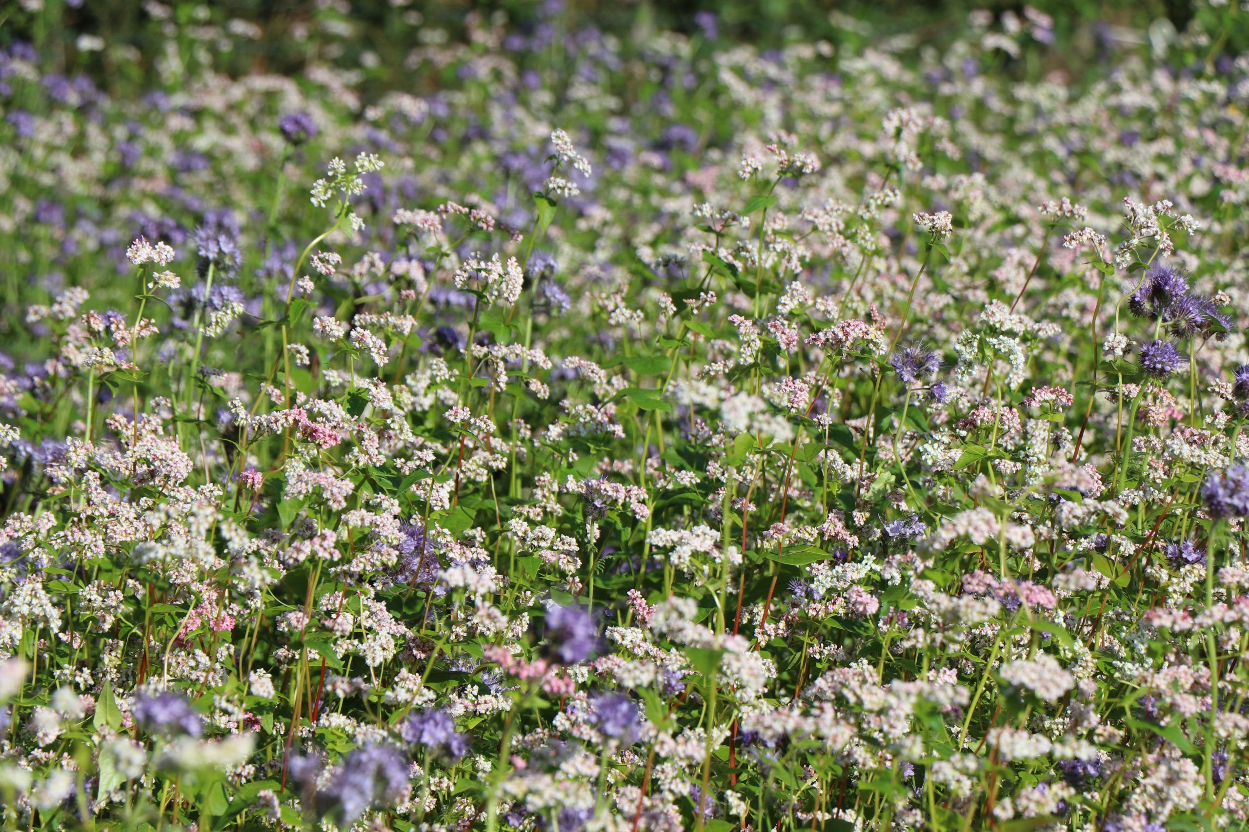 buckwheat cover crop in flower in field
