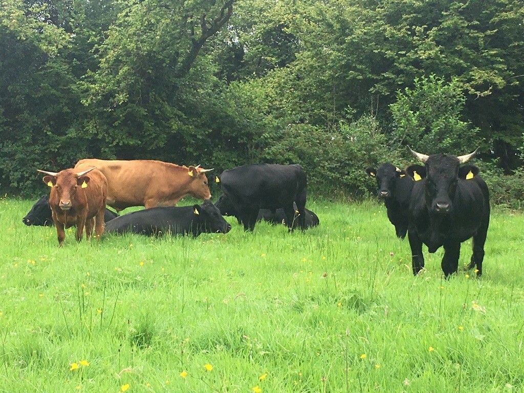 organic dexter cattle in grassy field