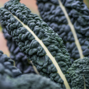 Organic Kale, Cavolo Nero 150g